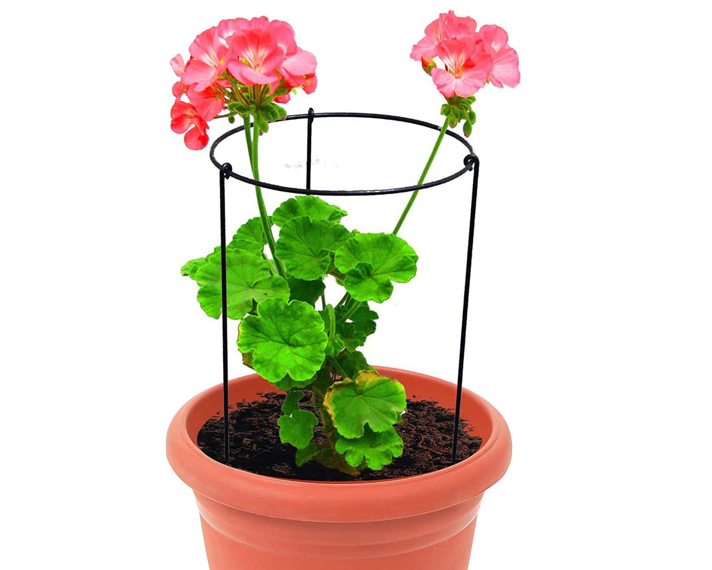 Green Touch Heavy Gauge Plant Support,Plant Straightener,Plant Support Sticks,Plant Climb,Creeper Plant Support,Money Plant Support Stand,Plant Climbing Support,Support Sticks for Plants (Plant Suppport D)