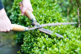 Green Touch  Pack of 2 Gardening Scissor and OIL Combo Tools, OIL is helpful for long life of scissor,Mehandi Cutter,Grass Cutter,Lawn cutter,Gardening Tree Cutting Scissor for cutting grass (useful)