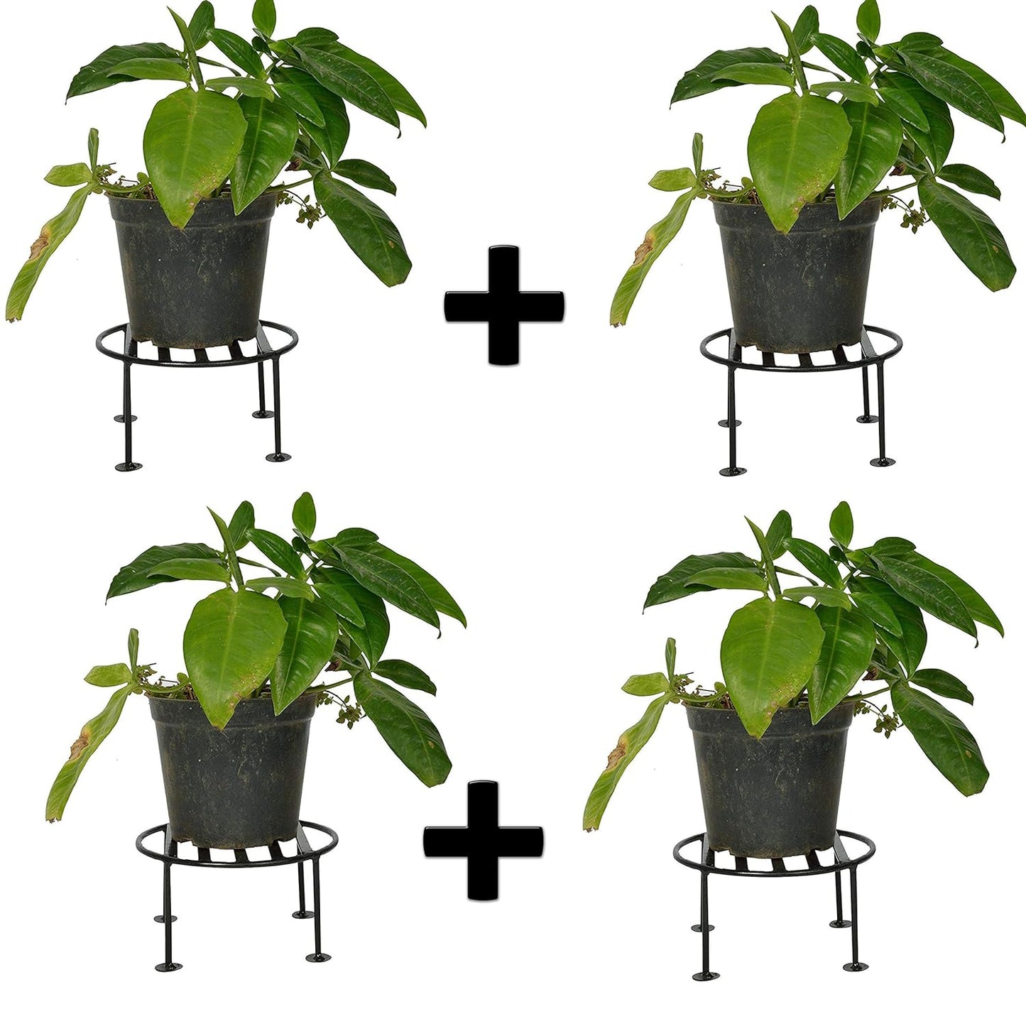 Green Touch Stand/Pot Stand/Planter Stand/Metal Plant Stand/Iron Plant Stand (2 Pot Holder Black) Ready to use with Pcs of Small Pot Stool.